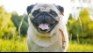 Как да нахраните pug: списък на продуктите, което е по -добре